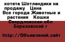 котята Шотландики на продажу › Цена ­ 5 000 - Все города Животные и растения » Кошки   . Свердловская обл.,Березовский г.